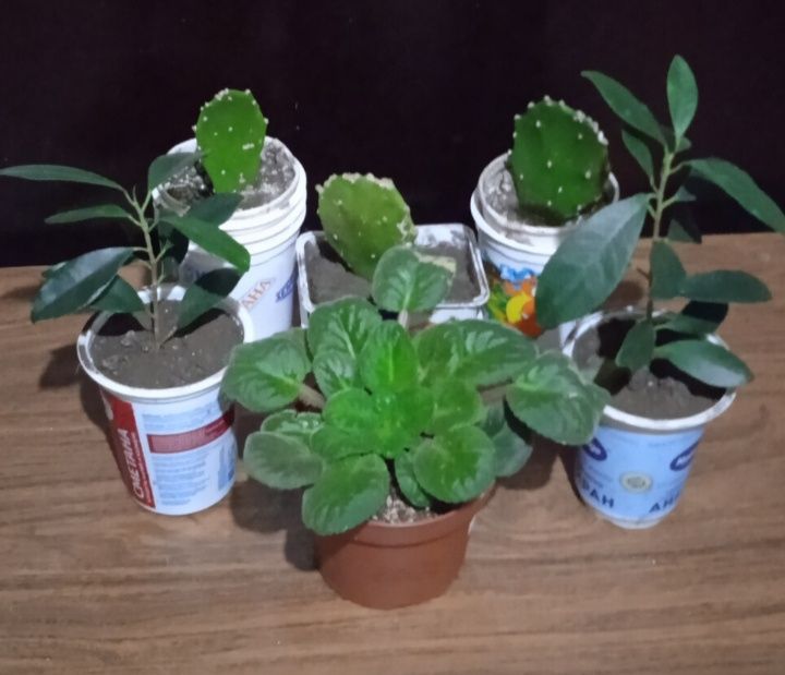 Фигус Бальзамино