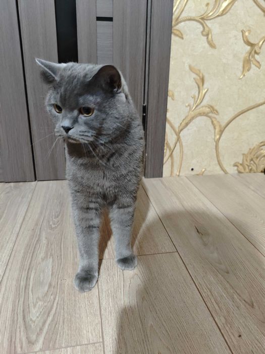 Взрослый кот Миша