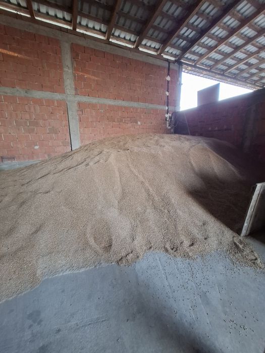 Vand porumb ,triticale si floarea soarelui