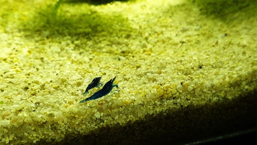 Creveti acvariu Blue Dream high grade