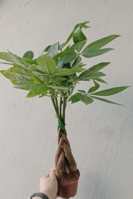 Продам комнатные растения