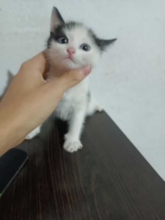 4 кошки возраст 2 месяца