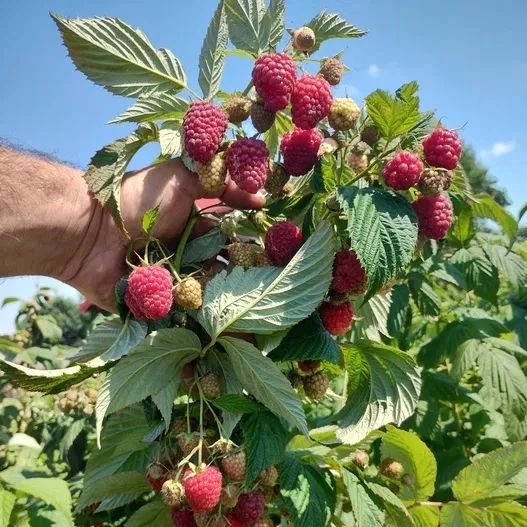 Butasi Zmeura Polka si Butasi mure thonfree