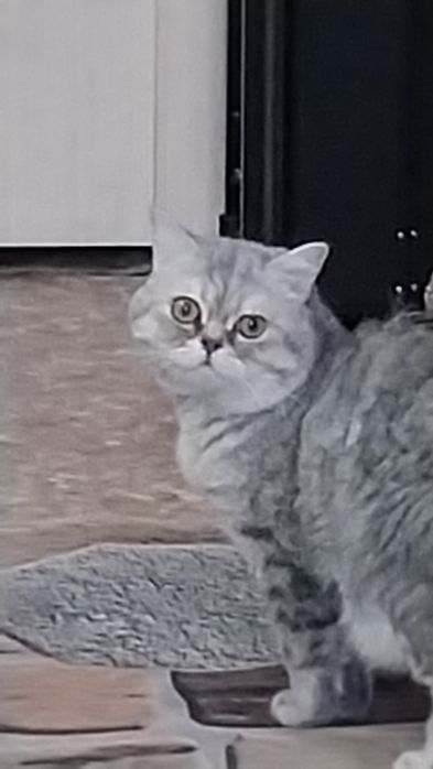 Наш  красавчик ищет самочку. очку.