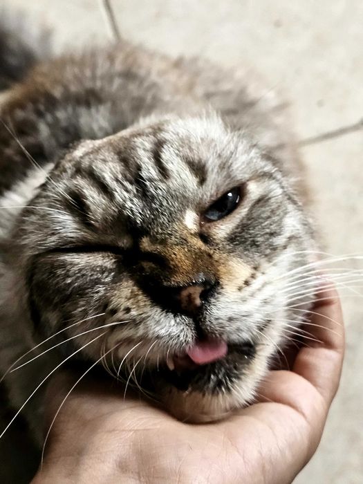 PetSitter/Cazare/Bona de animale Brașov