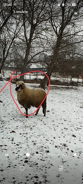 Disponibile 8 oi ,un berbec și 15 miei de anu asta