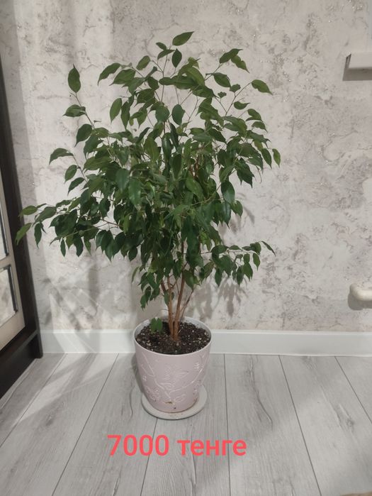 Продам комнатные цветы