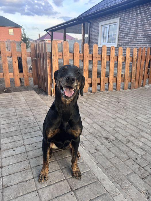 В добрые руки и теплое сердце