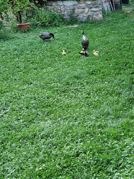 Rate alergătoare indiene, judetul Bihor