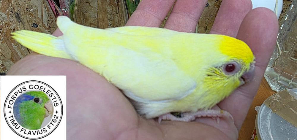 Forpus coelestis