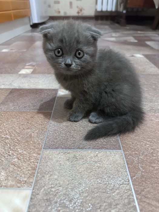 Продам котенка британца