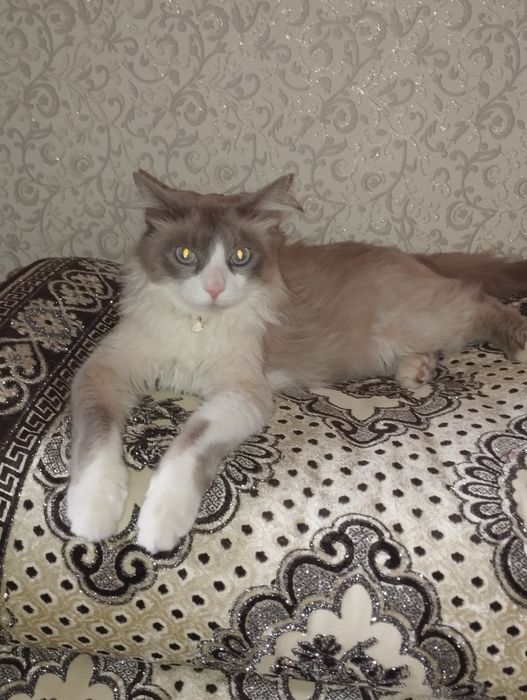 Ragdoll mushuk sotiladi