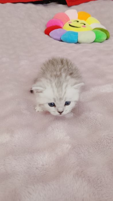 Шатланские котята