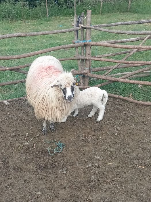 De vânzare oaie cu  un miel. Mieluță