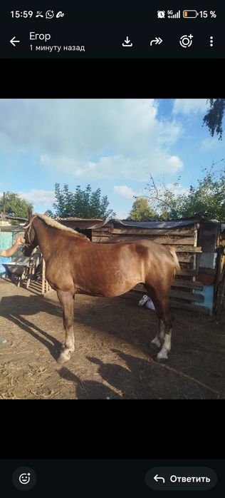 Продам кобылу жеребую.