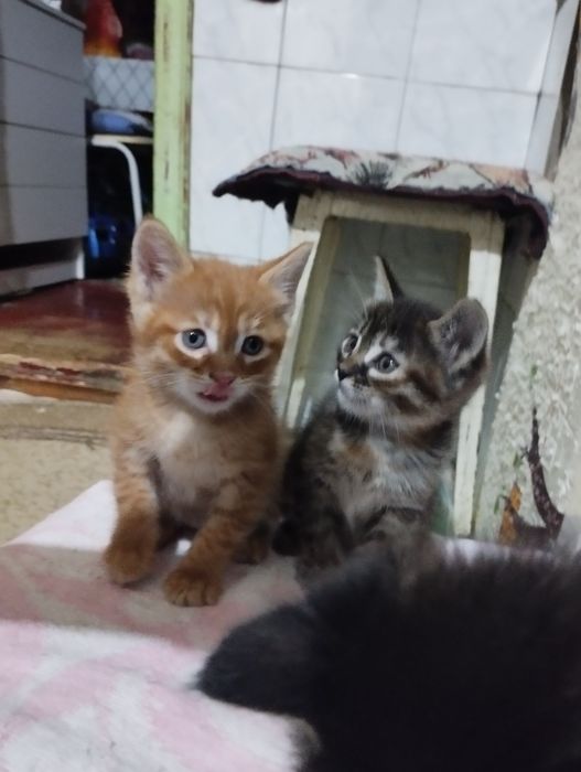 Отдам котят в хорошие добрые руки