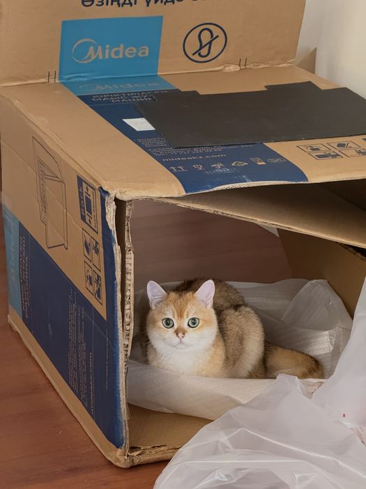 Продам Кота, британская шиншила