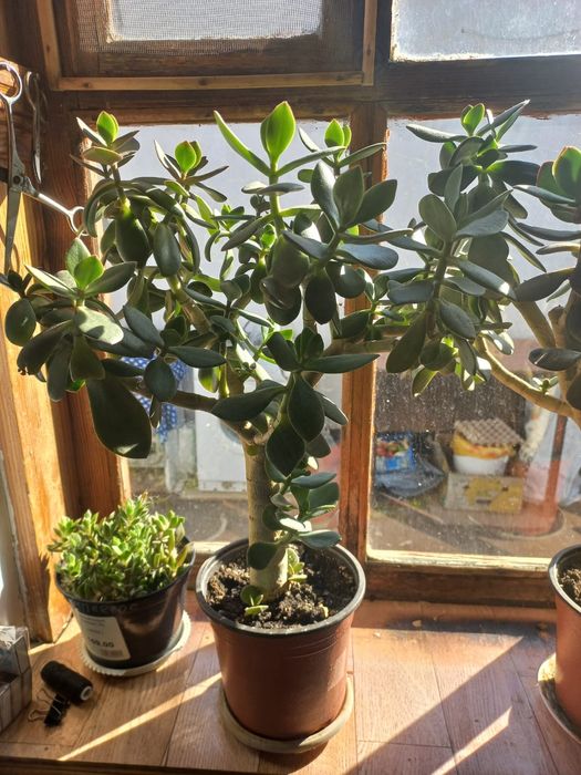 Домашние цветы, разные!