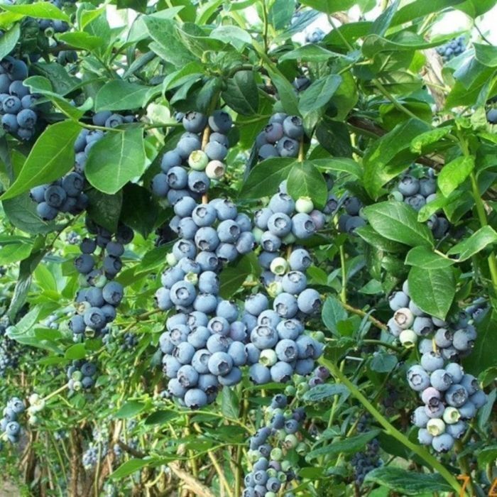 Боровинка (Синьо Злато)/Vaccinium Blue gold