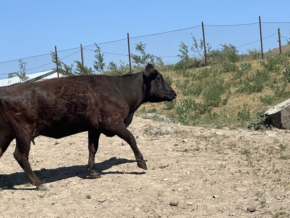 Корова 4 года