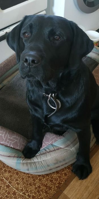 Вязка собаки Лабрадор Ретривер