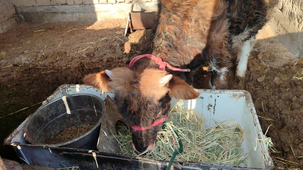 Бағасы 400 мың,  Нұртас ауылында