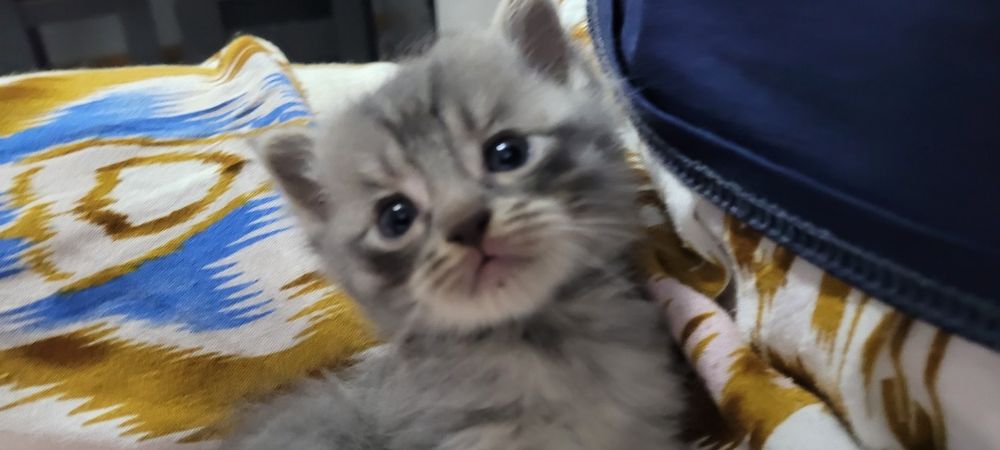 Очаровательный котёнок ищет хозяев