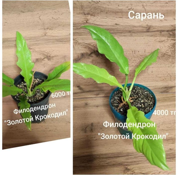 Филодендрон филодендрон