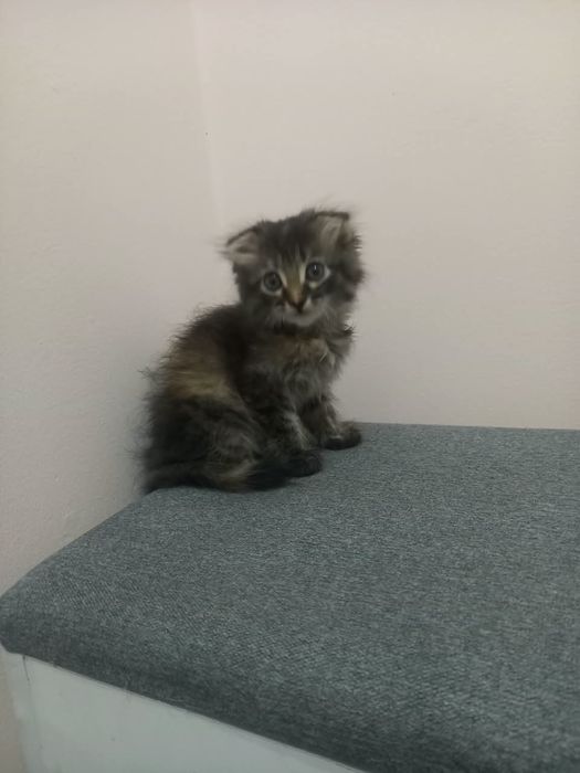 Котенок в добрые руки