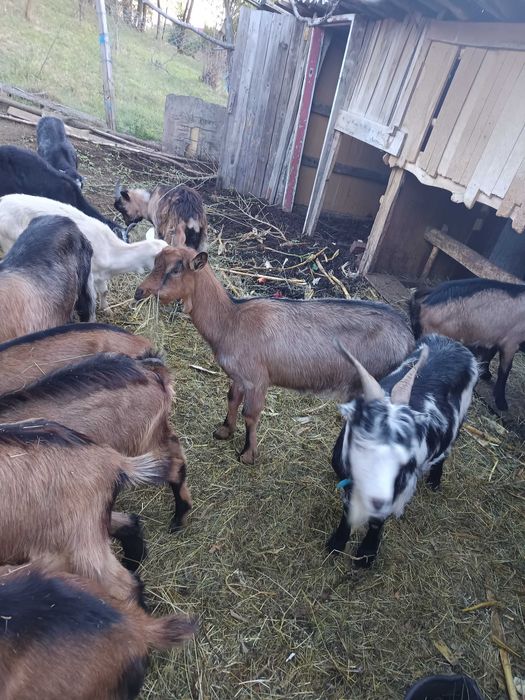 Capre, țapi și iezi de vânzare