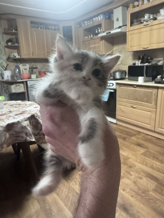 Котята, мальчик девочка