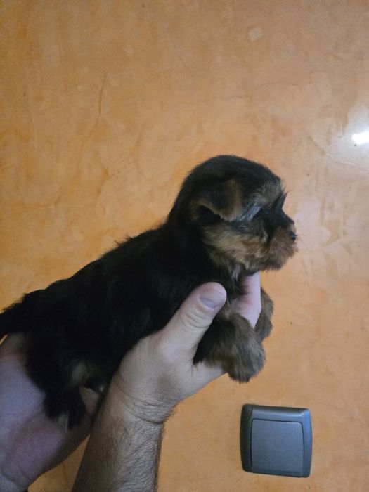 Продавам Йоркширски териер