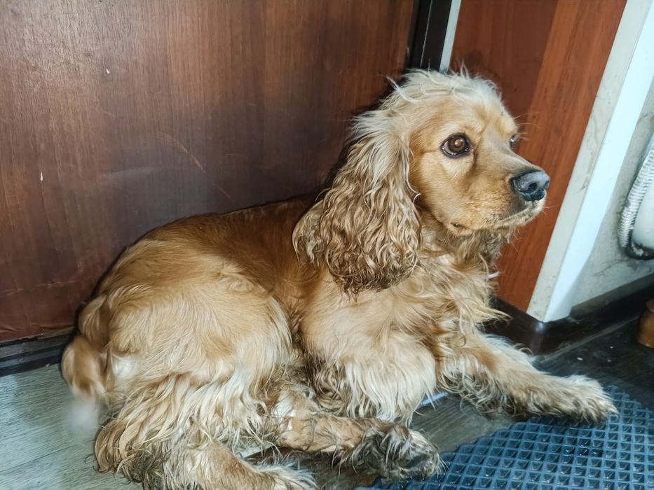 Вязка спаниеля!!!