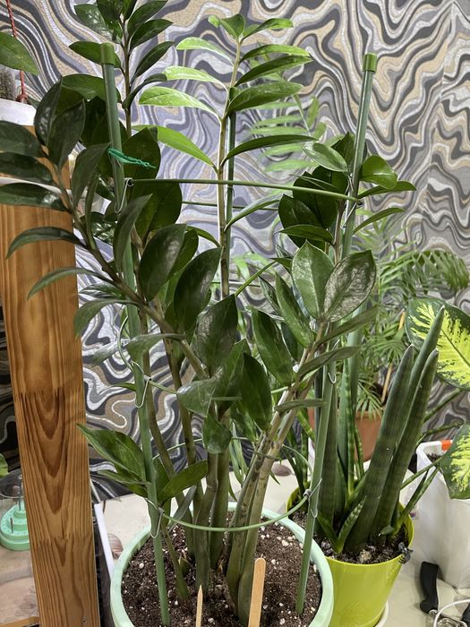 Продам цветы ХОЙЯ, филодендрон , Диффенбахия и т.д