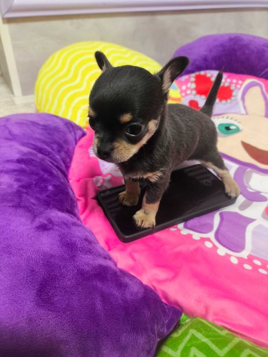 Продаётся мальчик Чихуахуа темно лилового подпалого окраса