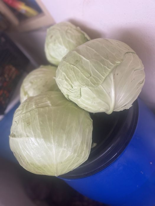 Varza kilaherb de vanzare direct din camp