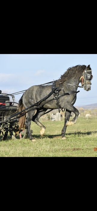 Vând armăsar andaluz PRE 3  ani