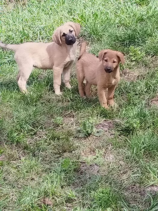 В очень добрые руки