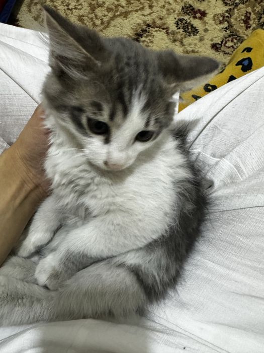 Котята в добрые руки, 2 мес с мамой