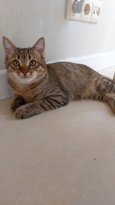 Отдам котят  в любящую семью