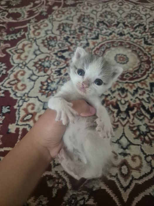Животные  котёнок