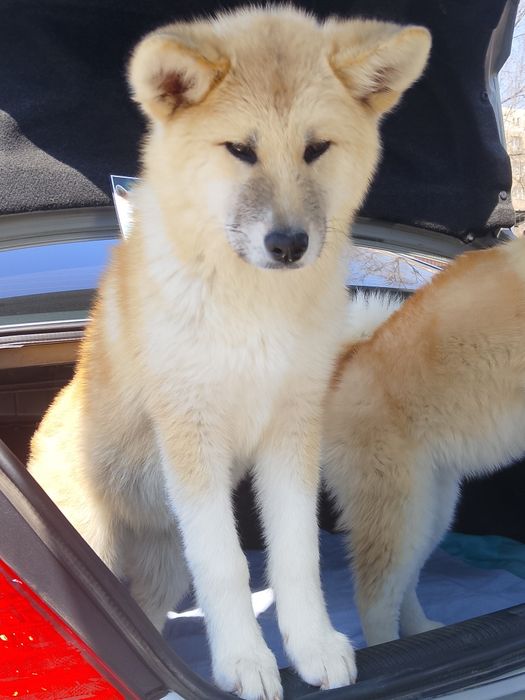Акита Ину ( Хатико )