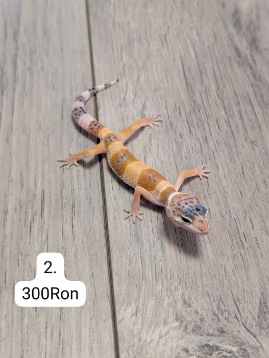 Soparla Gecko Leopard