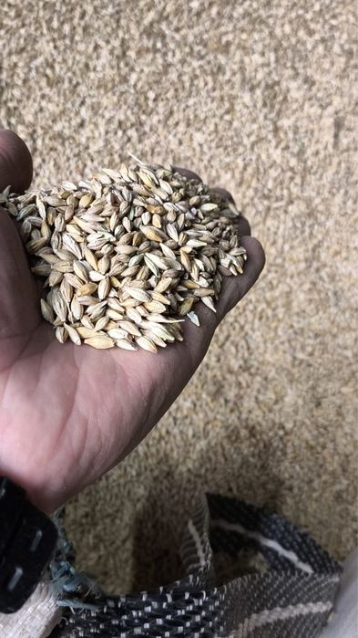 Пшеница ячмень овес сечка