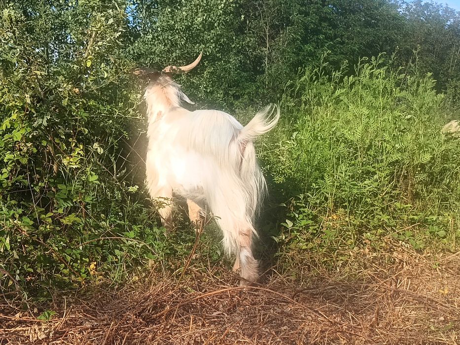 Țap saanen, vârstă 1 an jumate