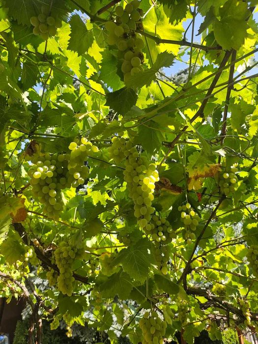 Продава се Къща в с. Несла, Област София-област - 140 кв.м за 608 €/кв.м - Снимка #7