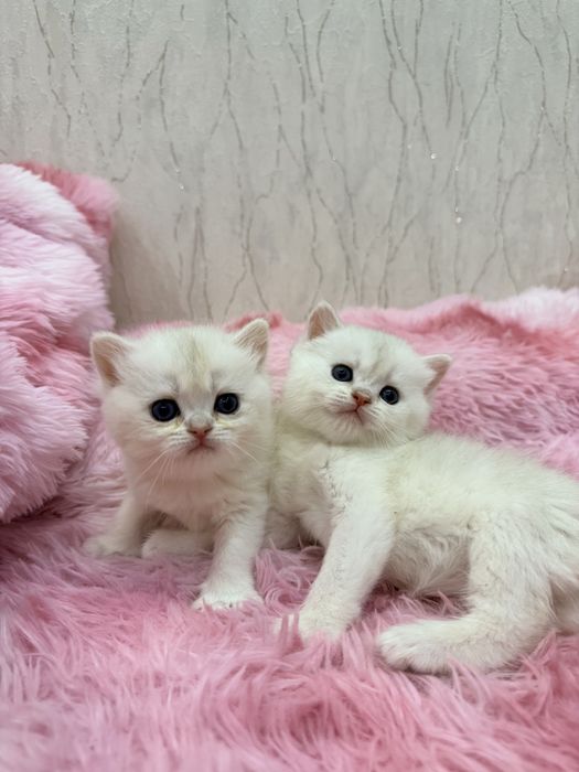 На продаже котята