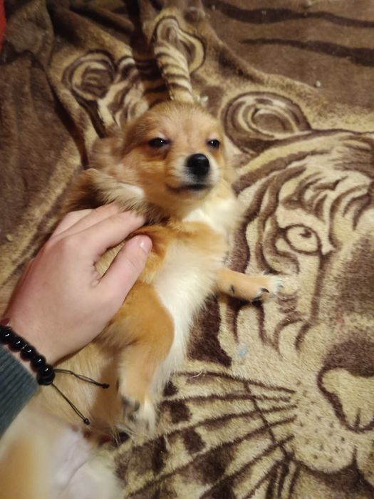 Мини шпиц мъжко и женско