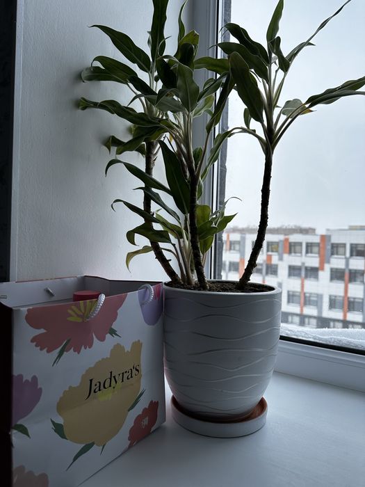 Цветы комнатные