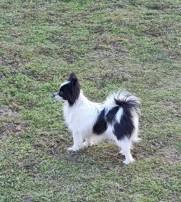 Папийони Бьлгария